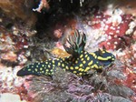サガミリュウグウウミウシ